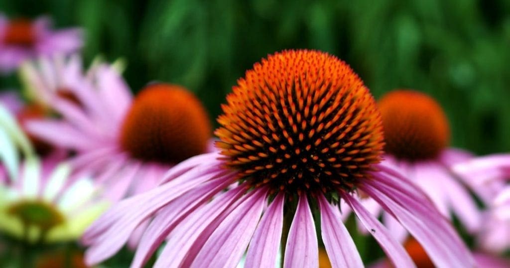 Fiori di echinacea che servono per preparare gli integratori di echinacea colloidale